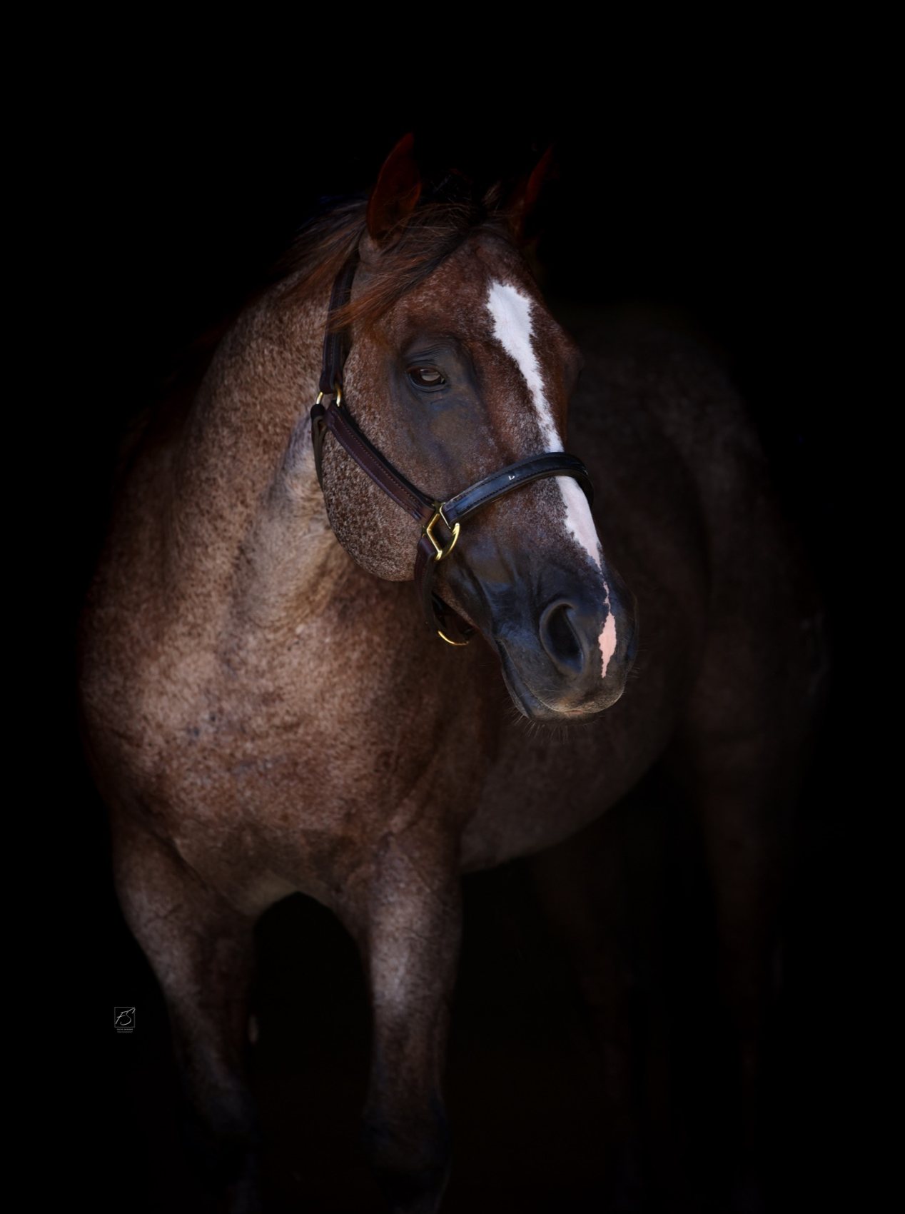 Stevie Rey Von, dramatic studio portrait