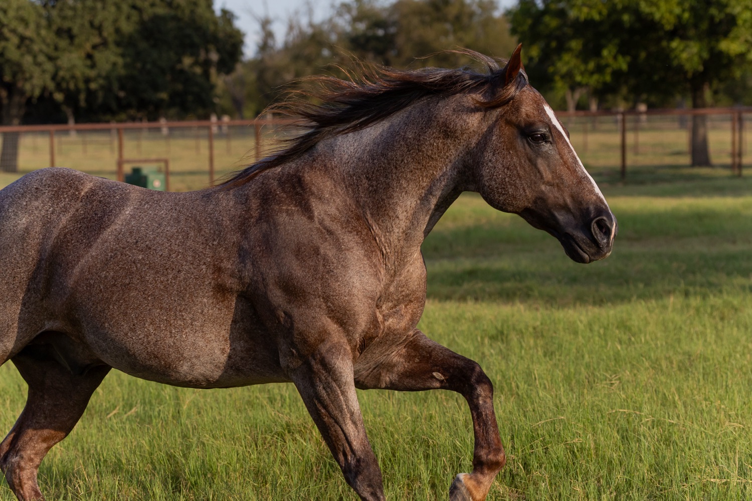 Stevie Rey Von trotting through the pasture at liberty
