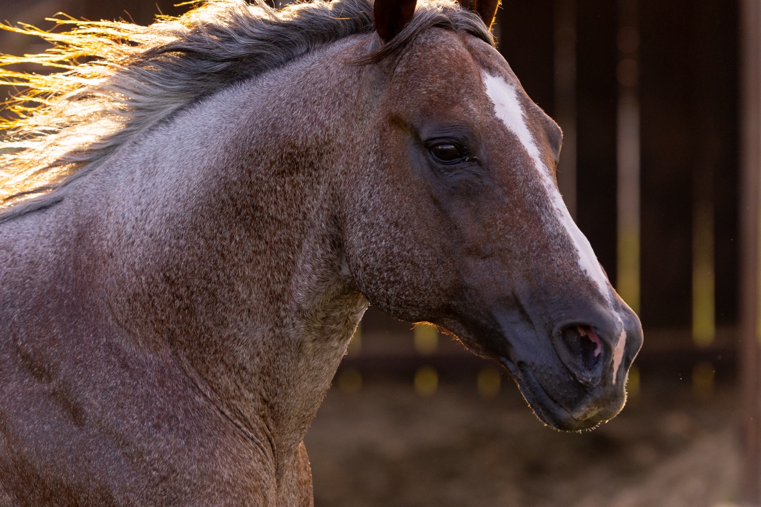 Stevie Rey Von with mane backlit at golden hour