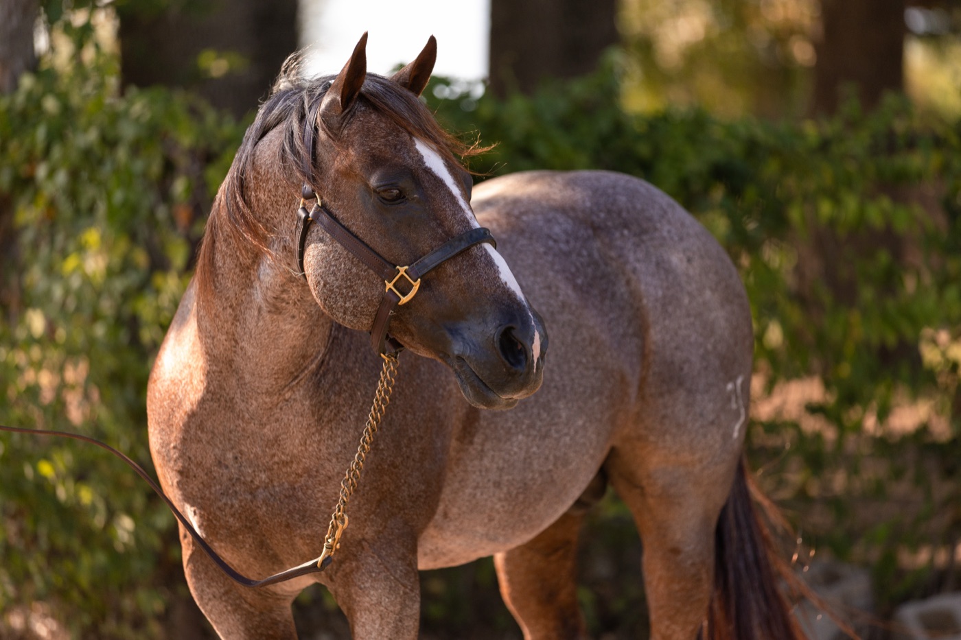 Stevie Rey Von portrait in warm evening light